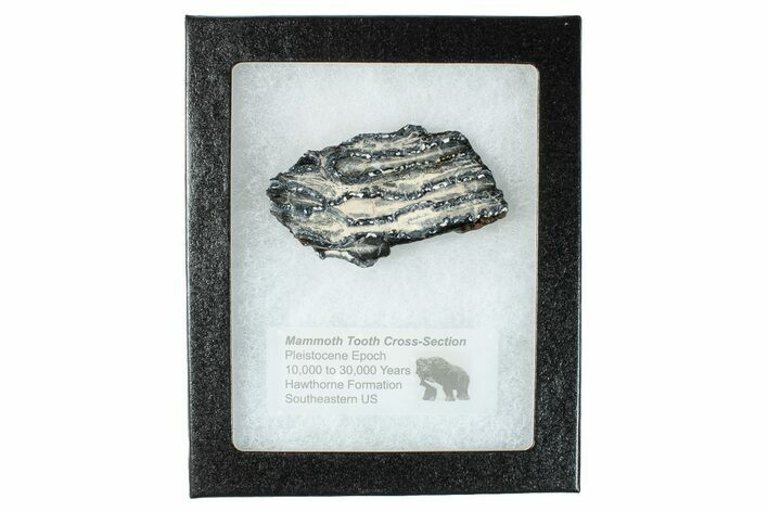 Mammoth Molar Slice with Case - South Carolina #266459